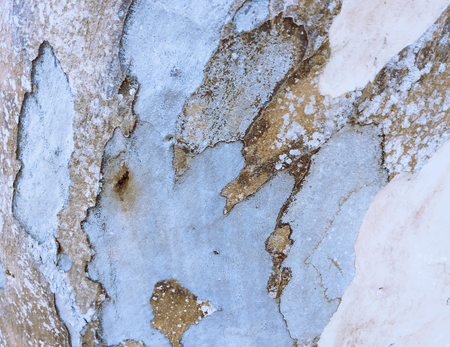 eucalyptus bark as background, wood textureの写真素材