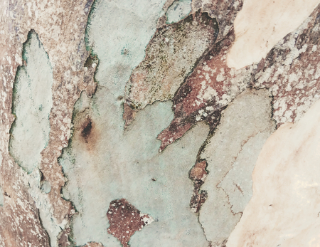 eucalyptus bark as background, wood textureの写真素材