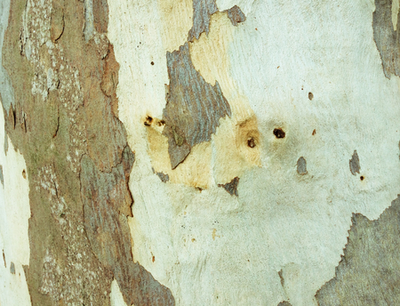 eucalyptus bark as background, wood textureの写真素材