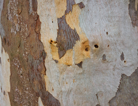 eucalyptus bark as background, wood textureの写真素材