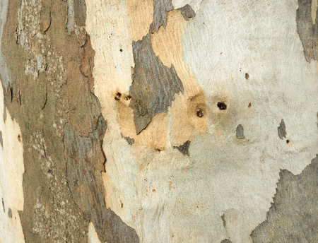 eucalyptus bark as background, wood textureの写真素材