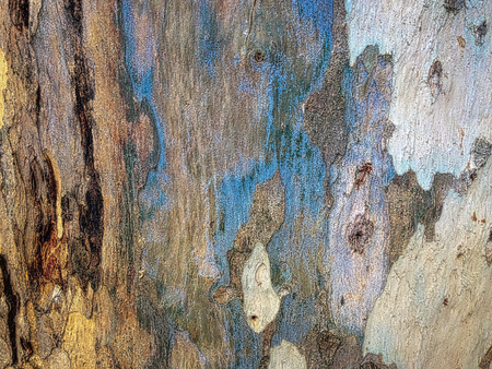 eucalyptus bark as background, wood textureの写真素材