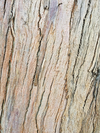 eucalyptus bark as background, wood textureの写真素材