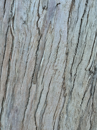 eucalyptus bark as background, wood textureの写真素材