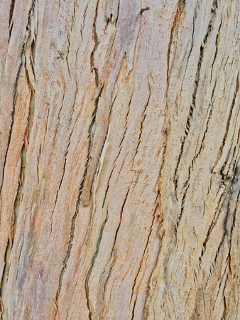 eucalyptus bark as background, wood textureの写真素材