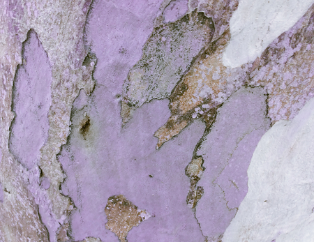 eucalyptus bark as background, wood textureの写真素材