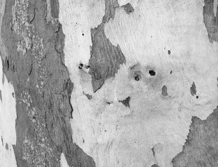 eucalyptus bark as background, wood textureの写真素材