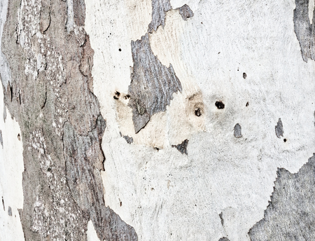 eucalyptus bark as background, wood textureの写真素材