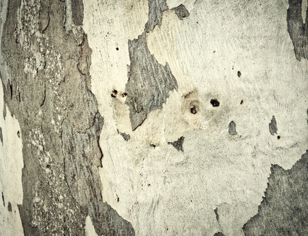 eucalyptus bark as background, wood textureの写真素材