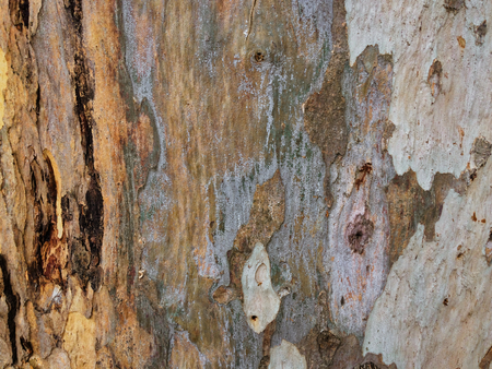 eucalyptus bark as background, wood textureの写真素材
