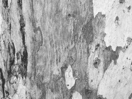 eucalyptus bark as background, wood textureの写真素材