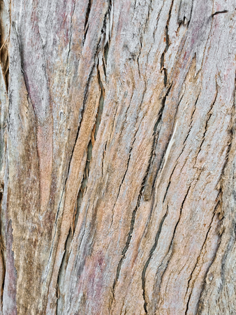 eucalyptus bark as background, wood texture, wood backgroundの写真素材