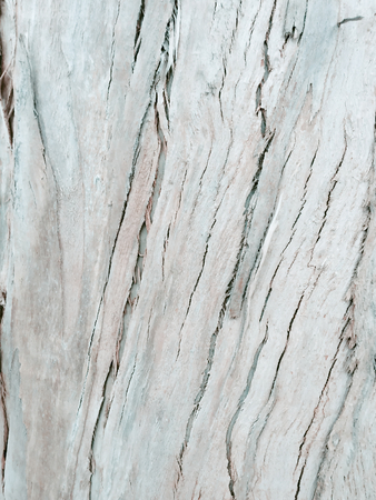 eucalyptus bark as background, wood texture, wood backgroundの写真素材