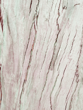 eucalyptus bark as background, wood texture, wood backgroundの写真素材