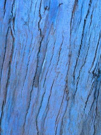 eucalyptus bark as background, wood texture, wood backgroundの写真素材