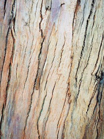 eucalyptus bark as background, wood texture, wood backgroundの写真素材