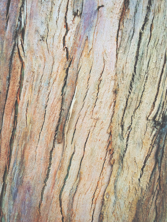eucalyptus bark as background, wood texture, wood backgroundの写真素材