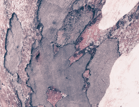 eucalyptus bark as background, wood texture, wood backgroundの写真素材