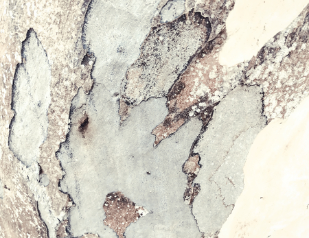 eucalyptus bark as background, wood texture, wood backgroundの写真素材