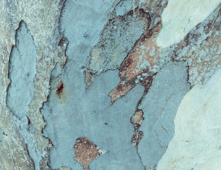 eucalyptus bark as background, wood texture, wood backgroundの写真素材