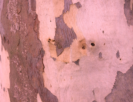 eucalyptus bark as background, wood texture, wood backgroundの写真素材