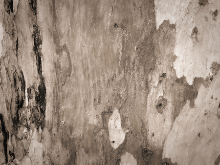 eucalyptus bark as background, wood texture, wood backgroundの写真素材
