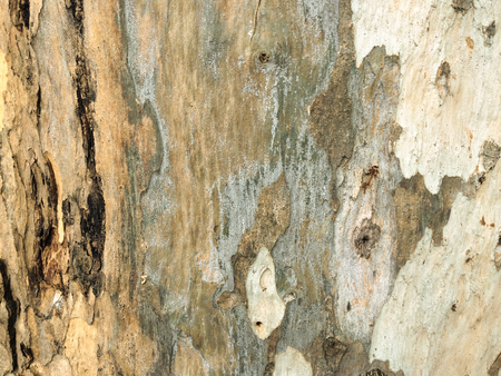 eucalyptus bark as background, wood texture, wood backgroundの写真素材
