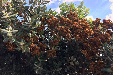 ripe seeds of an exotic plant, amazing plantの写真素材