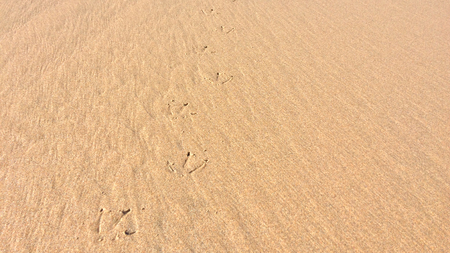 bird footprints in the sand, footprints on the beachの写真素材