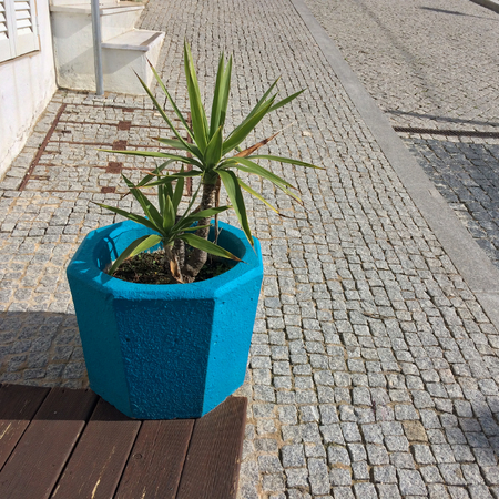 plant in a blue flowerpot, color element, beautiful blue color, flower in a pot on the streetの写真素材
