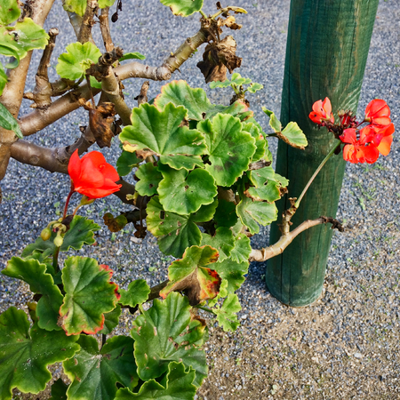 geranium flower on asphalt background, small red flowersの写真素材