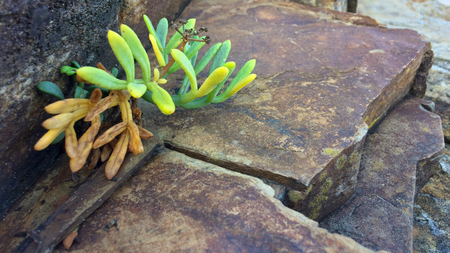 small plant grows through a stone, stunted plant, plant dies on the stonesの写真素材