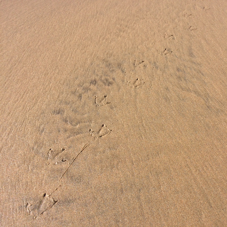 bird footprints in the sand, footprints on the beachの写真素材