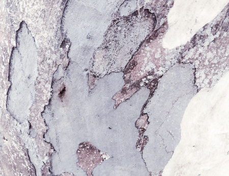 eucalyptus bark as background, wood texture, wood backgroundの写真素材