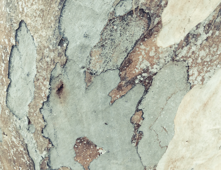 eucalyptus bark as background, wood texture, wood backgroundの写真素材