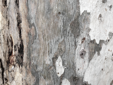 eucalyptus bark as background, wood texture, wood backgroundの写真素材