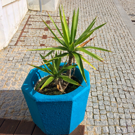 plant in a blue flowerpot, color element, beautiful blue color, flower in a pot on the streetの写真素材