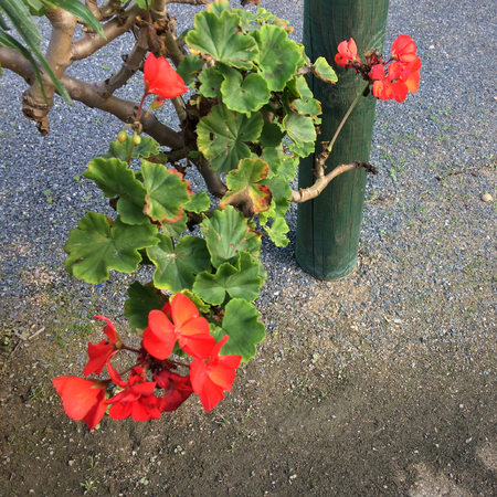 geranium flower on asphalt background, small red flowersの写真素材