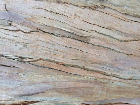 eucalyptus bark as background, wood texture, wood backgroundの写真素材