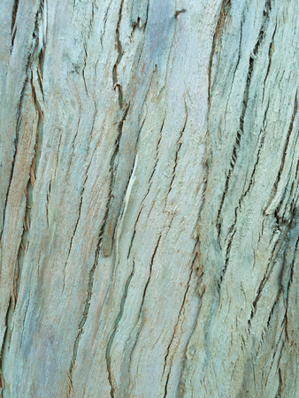 eucalyptus bark as background, wood texture, wood backgroundの写真素材
