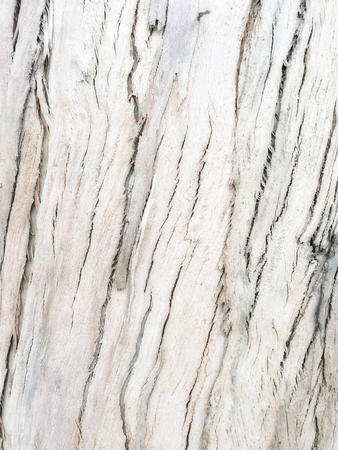 eucalyptus bark as background, wood texture, wood backgroundの写真素材