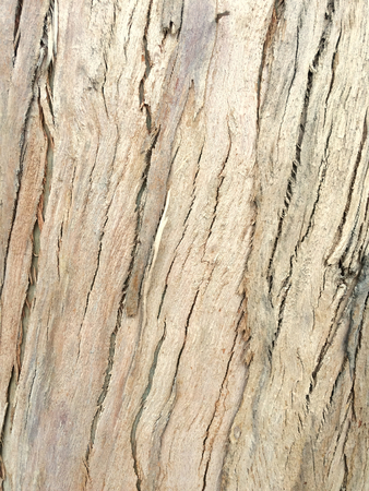 eucalyptus bark as background, wood texture, wood backgroundの写真素材