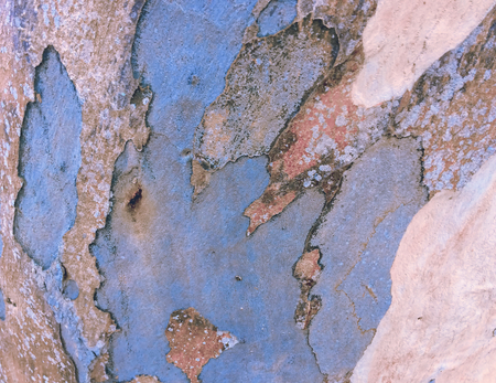 eucalyptus bark as background, wood texture, wood backgroundの写真素材
