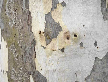 eucalyptus bark as background, wood texture, wood backgroundの写真素材