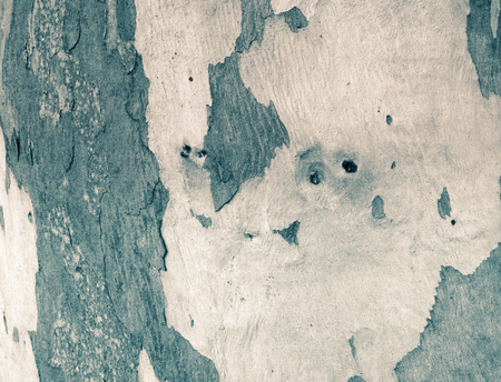 eucalyptus bark as background, wood texture, wood backgroundの写真素材