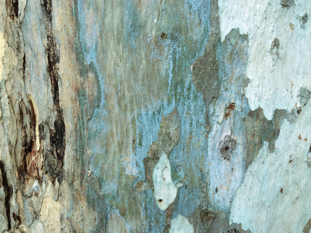 eucalyptus bark as background, wood texture, wood backgroundの写真素材