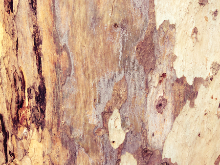 eucalyptus bark as background, wood texture, wood backgroundの写真素材