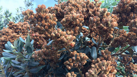 ripe seeds of an exotic plant, amazing plantの写真素材