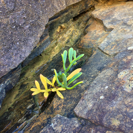small plant grows through a stone, stunted plant, plant dies on the stonesの写真素材