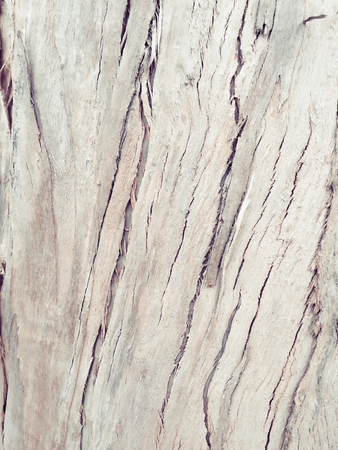 eucalyptus bark as background, wood textureの写真素材